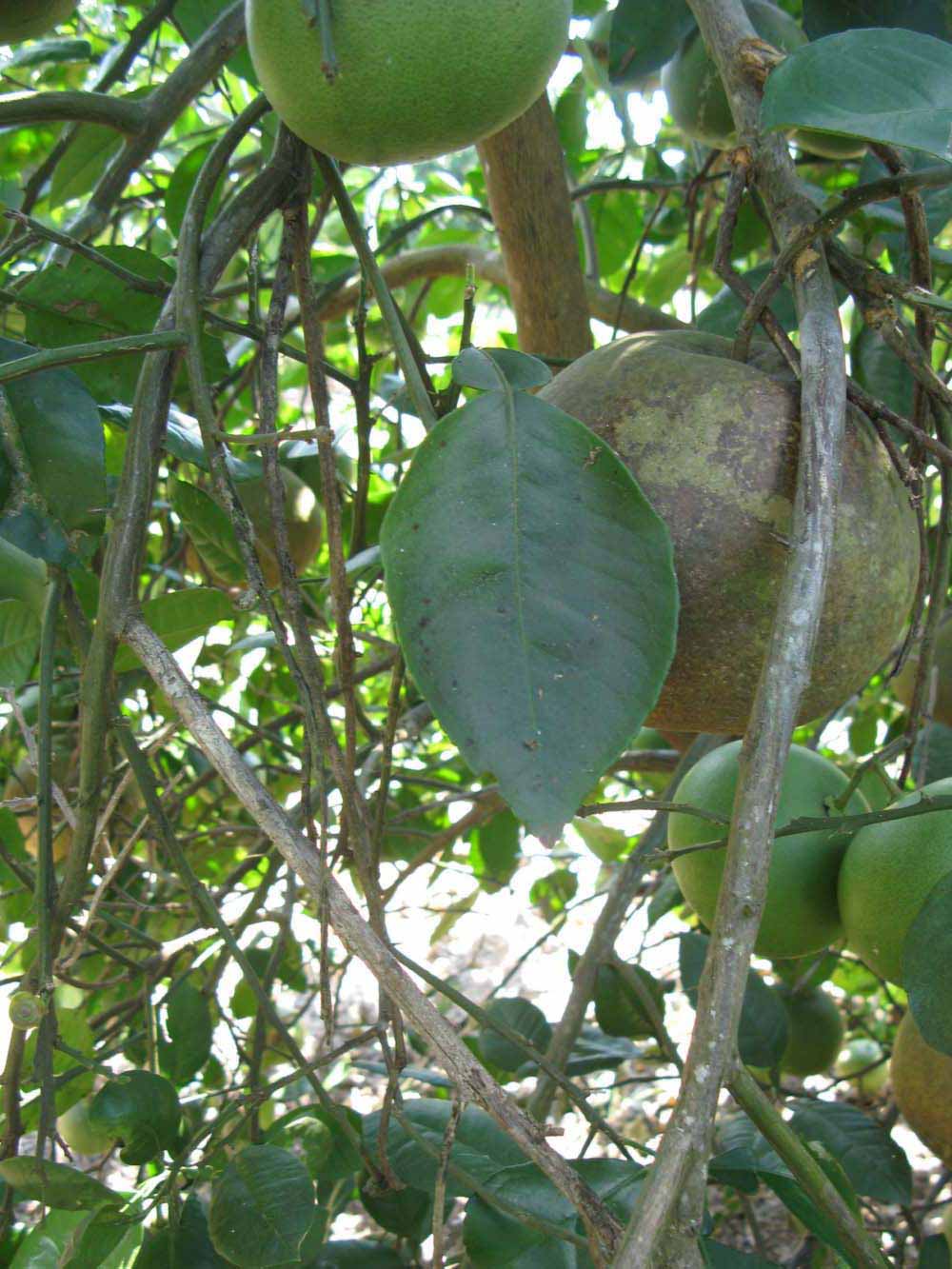              Shade leaves (Winter Haven, FL)       
